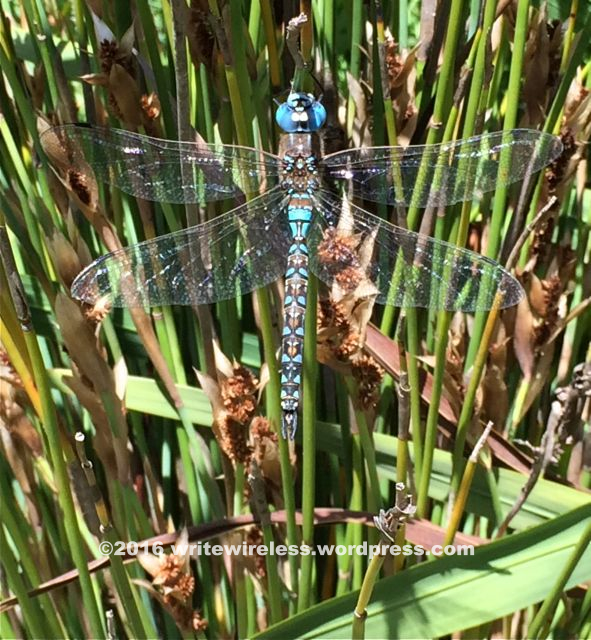 Turquoise Dragonfly2
