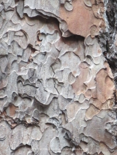 close-up-of-bark